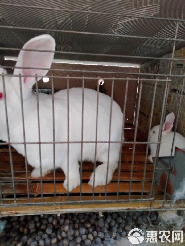 肉兔 5斤以上