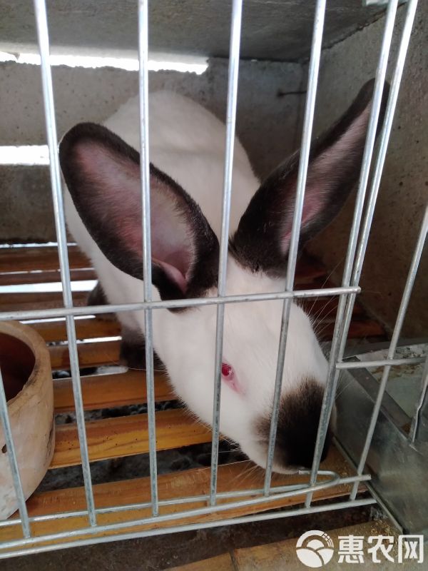 肉兔 5斤以上