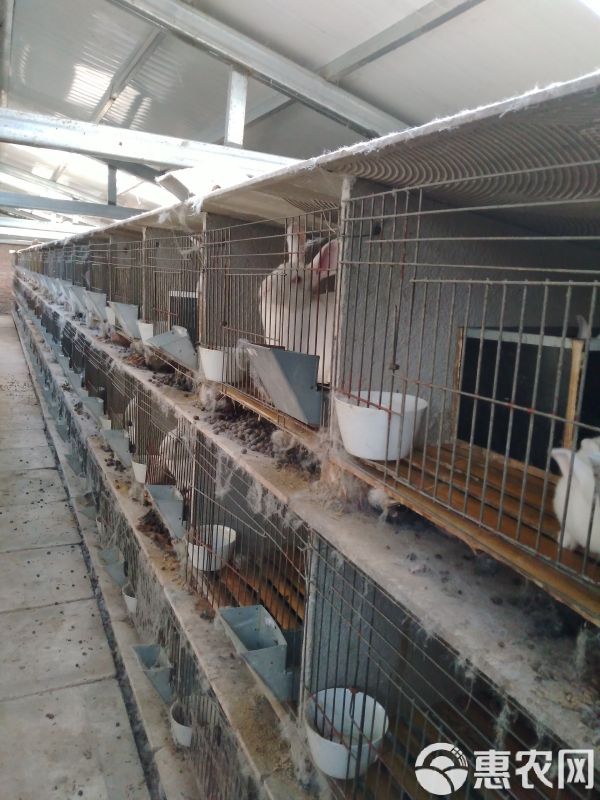 肉兔 5斤以上