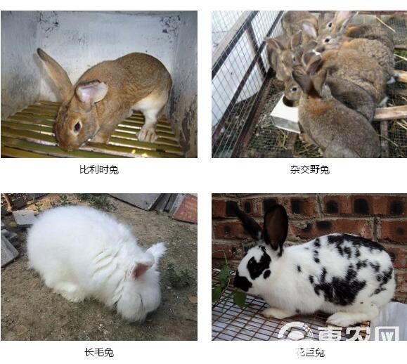 肉兔 5斤以上