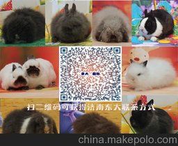 供应济南东大专业宠物兔养殖场