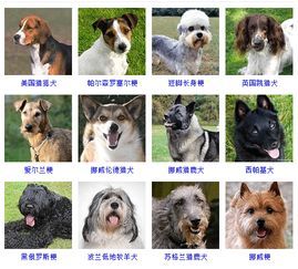 宠物饮食营养全攻略:15种宠食推荐