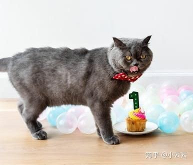 宠物营养喂食，科学搭配，健康成长。
