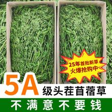 25年紫花苜蓿草兔草龙猫豚鼠牧草