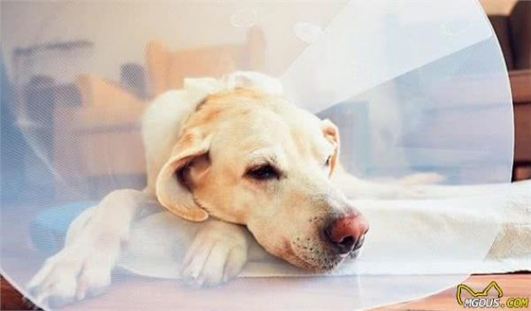 做好11个生活细节让狗狗活得更健康