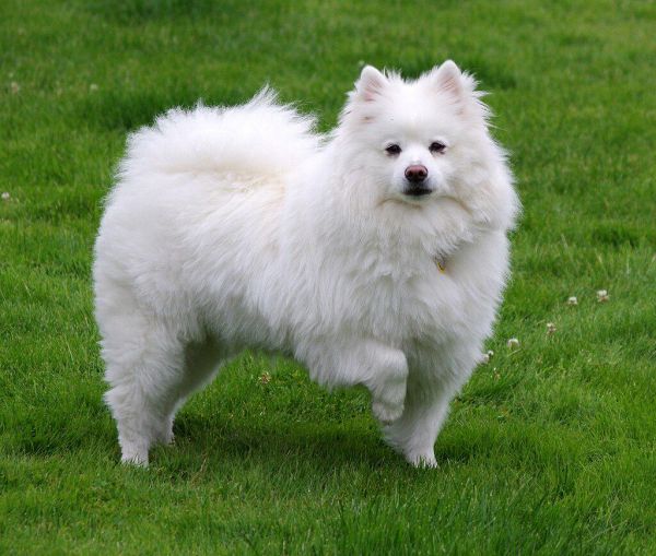美国爱斯基摩犬
