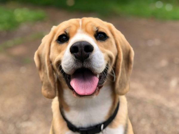 比格犬对着镜头微笑。