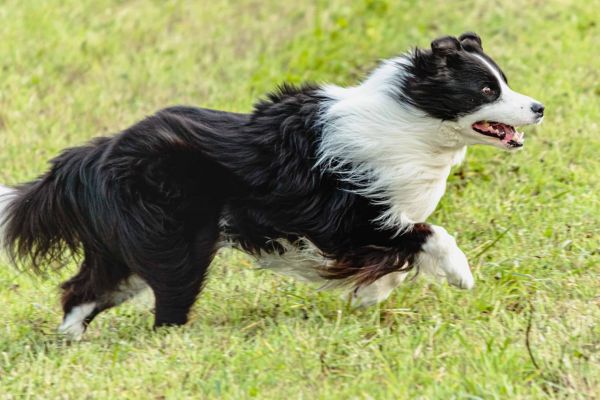边境牧羊犬在绿色的田野上奔跑并追逐猎物。