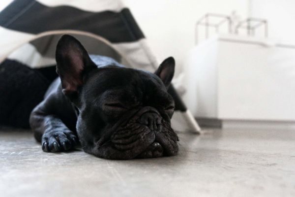 法国斗牛犬 Ruby Tuesday 在室内睡觉。
