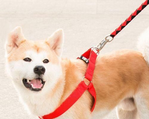 狗狗手术后如何正确佩戴手术项圈？常见问题解答？