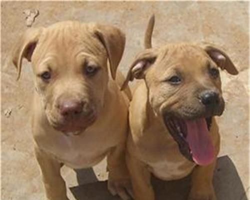 怎么选厉害的比特犬？挑选比特犬的技巧和常见问题解答？