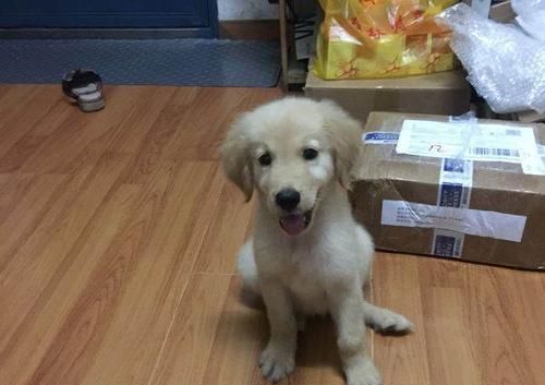 四十天金毛犬怎么养？新手养狗常见问题解答？