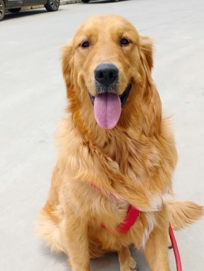 四十天金毛犬怎么养？新手养狗常见问题解答？