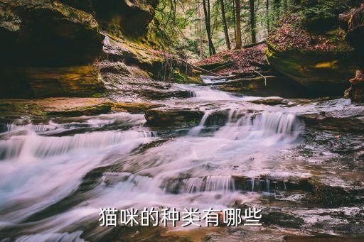 猫咪的种类有哪些