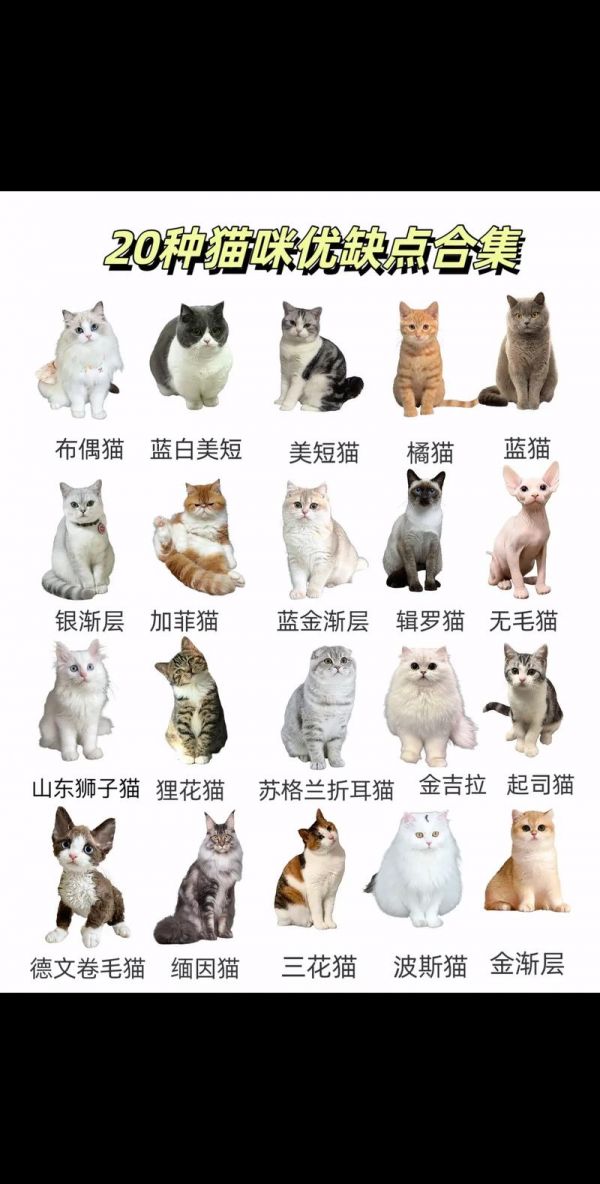 宠物猫种类