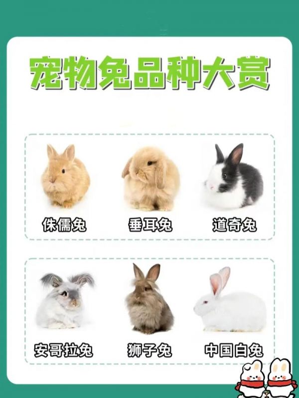 宠物兔名字大全萌可爱女生版,宠物兔名字大全萌可爱女生版图片