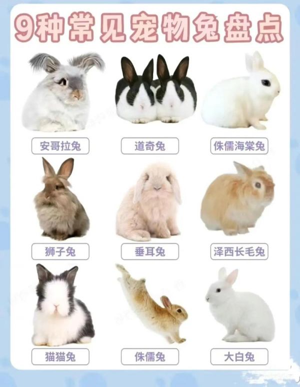 宠物兔子养什么品种好,宠物兔子养什么品种好养