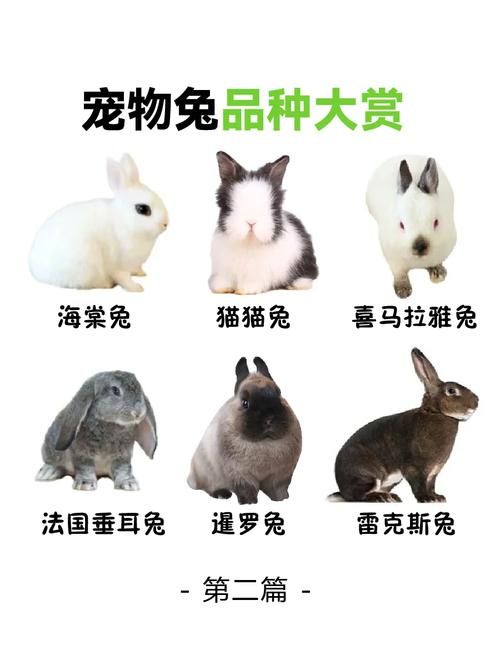 宠物兔子养什么品种好,宠物兔子养什么品种好养