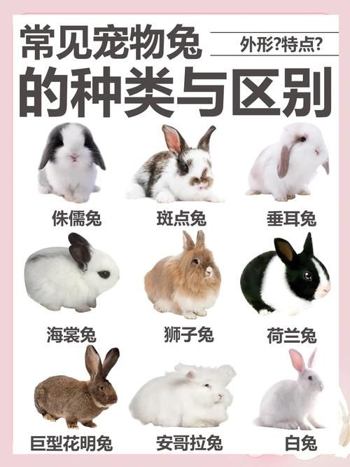 兔子的品种大全34个品种,兔子的品种大全34个品种图片