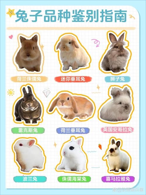 兔子的品种大全34个品种,兔子的品种大全34个品种图片
