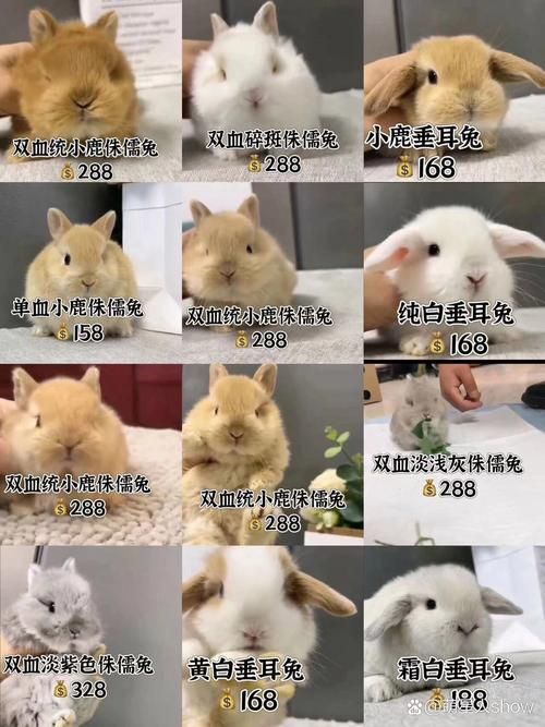 垂耳兔种类,垂耳兔种类区别