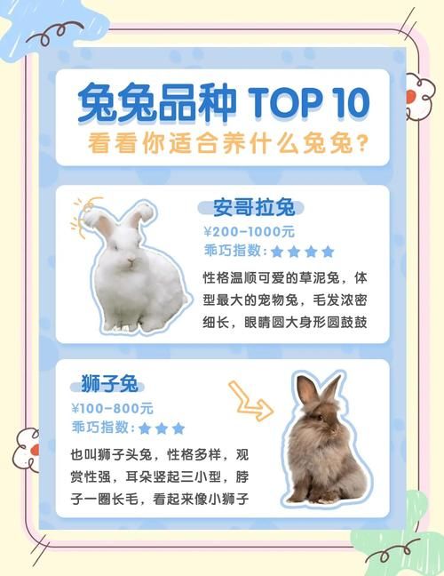 宠物兔哪种比较好养-宠物兔哪种比较好养活