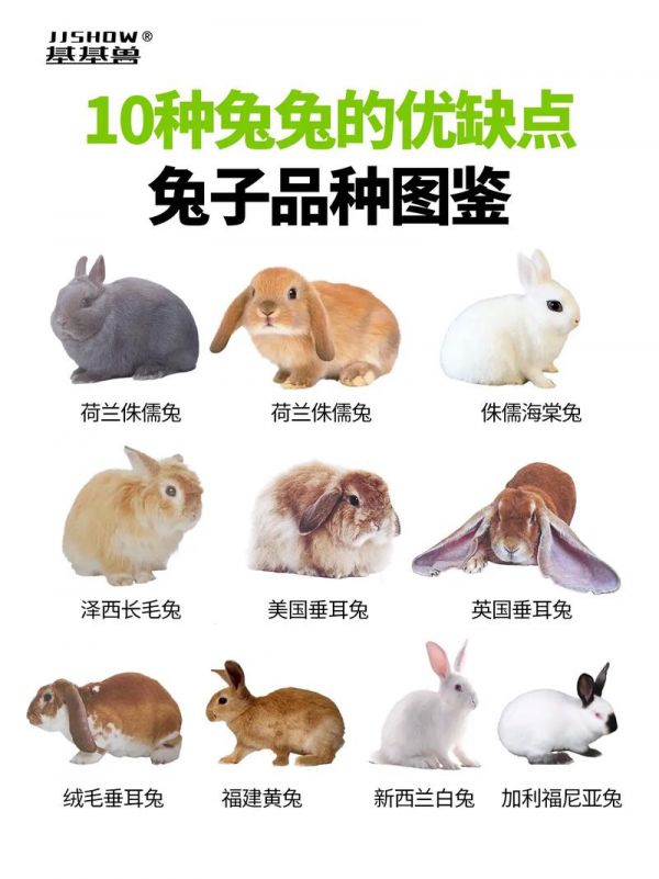 兔子的45种品种有哪些名字,兔子的45种品种有哪些名字图片