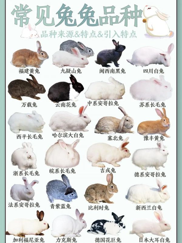 兔子的45种品种有哪些名字,兔子的45种品种有哪些名字图片