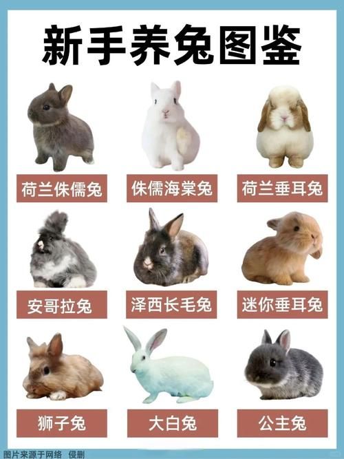 家养兔宠物兔的种类大全-家养兔的品种