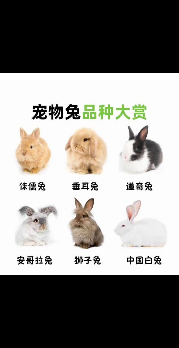 家养兔宠物兔的种类大全-家养兔的品种