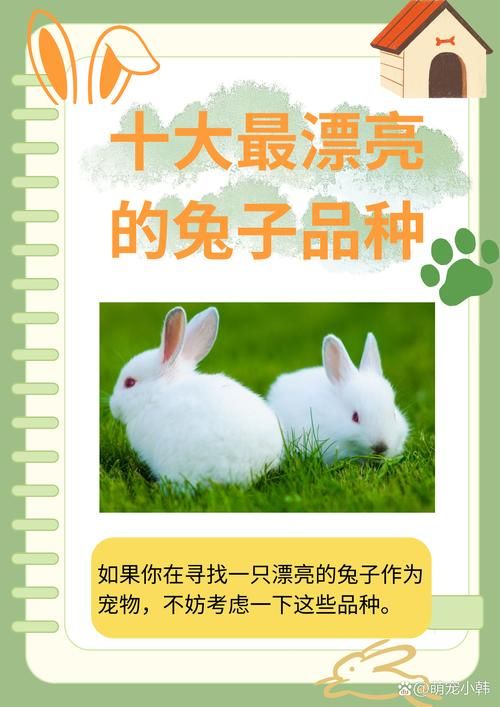 中国罕见宠物兔：中国有什么兔子