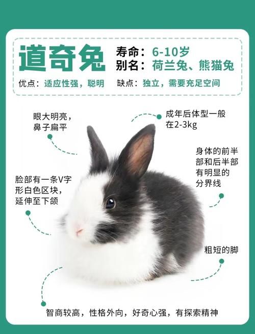 中国罕见宠物兔：中国有什么兔子