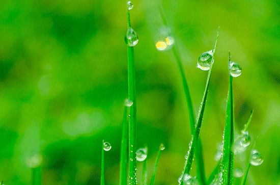 谷雨养生适合吃什么菜 谷雨养生菜食谱大全