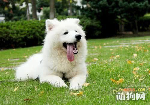 秋季全方位照顾爱犬的4招