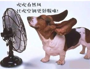 夏日宠物防暑,注意通风与饮水。
