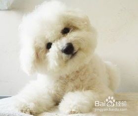 夏日宠物防暑小妙招