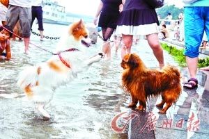 夏日高温，宠物防暑攻略！