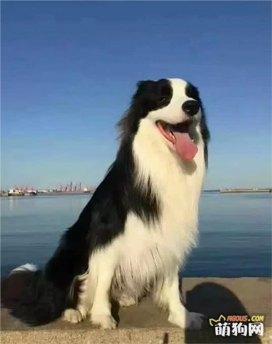 狗狗夏季防暑小妙招