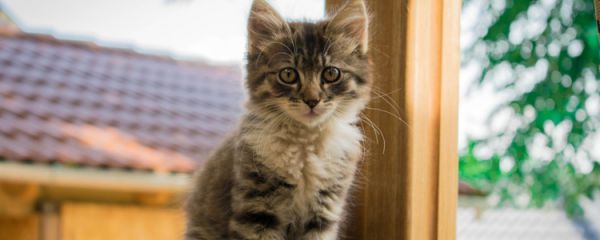 夏天猫怕不怕热 高温天气下猫会中暑吗