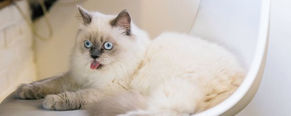 夏天猫咪怎么防暑 夏日防暑刻不容缓