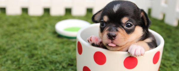 狗狗会中暑吗 狗狗中暑抢救指南