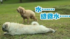 夏季宠物防暑攻略