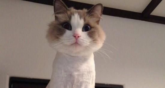 夏天猫咪可以推毛吗？这样做有什么好处和风险？