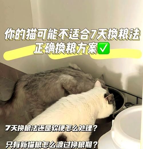 换猫粮为何需七天过渡?怎样正确换粮?