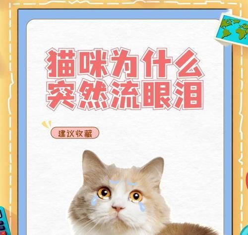 换猫粮后猫咪流泪的应对措施是什么?