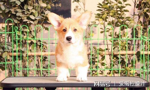 “柯基狗粮更换攻略,宠物营养升级指南”