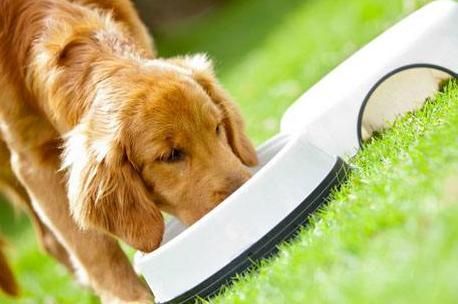 老年犬饮食需精心呵护