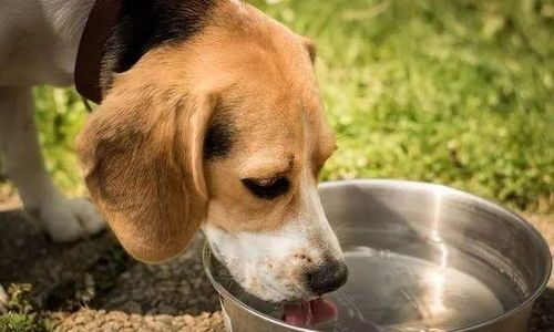 老年犬饮食需精心呵护
