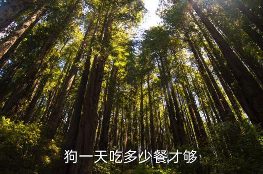 狗一天吃多少餐才够
