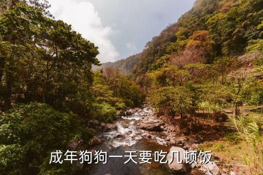 成年狗狗一天要吃几顿饭